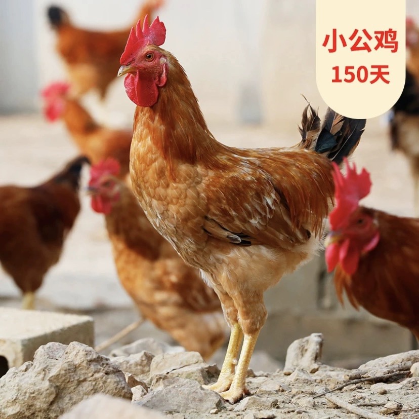 新鲜宰杀白脚童子鸡单只净重1.3-1.5斤 三只装  冷链运输