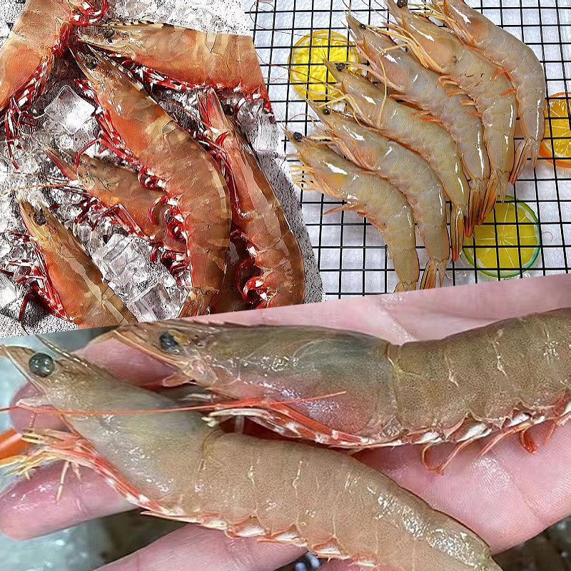 【双胞胎海鲜】本港海捕海虾 红爪虾 明虾 沙鲈虾新鲜海虾三斤组合