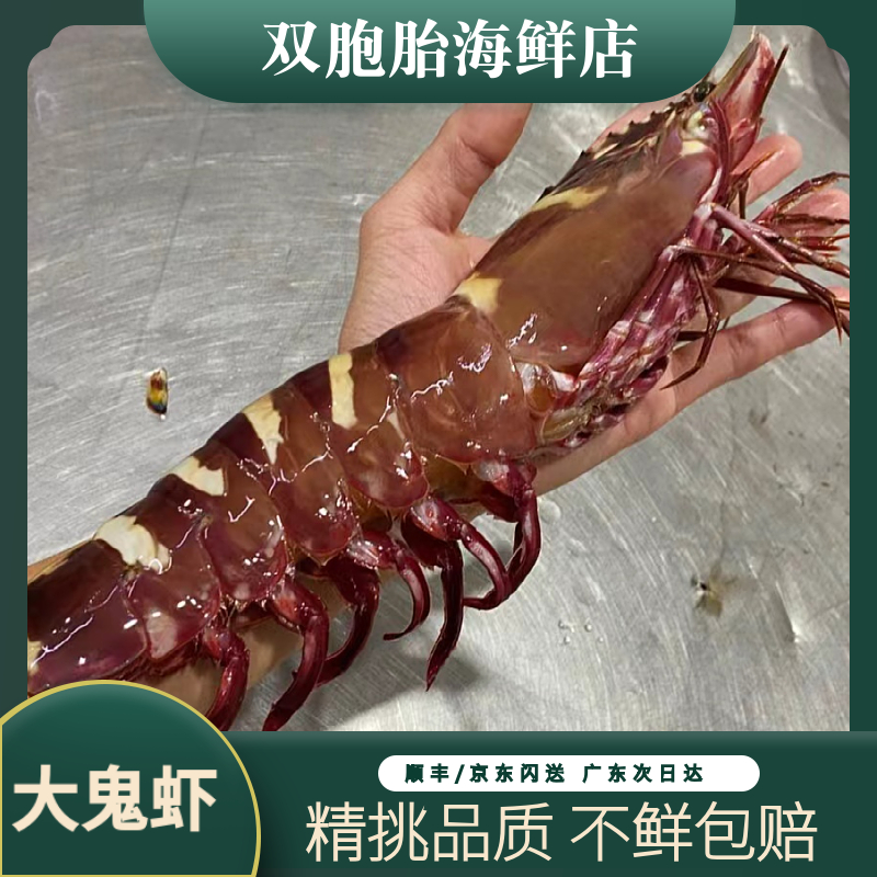 【双胞胎海鲜】本港海捕大鬼虾 超大九节虾新鲜大海虾