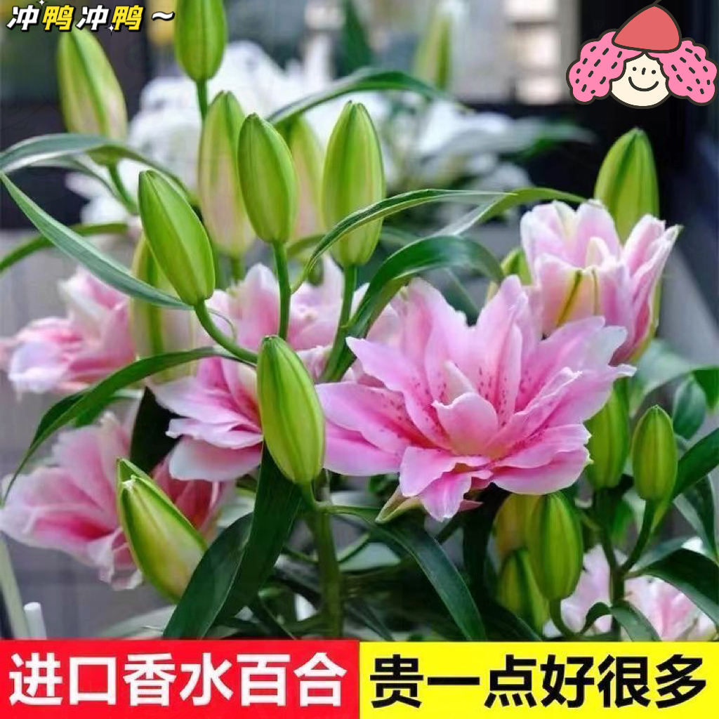 种球进口香水百合花【特价】盆栽四季浓香型重瓣室内外花卉四季好