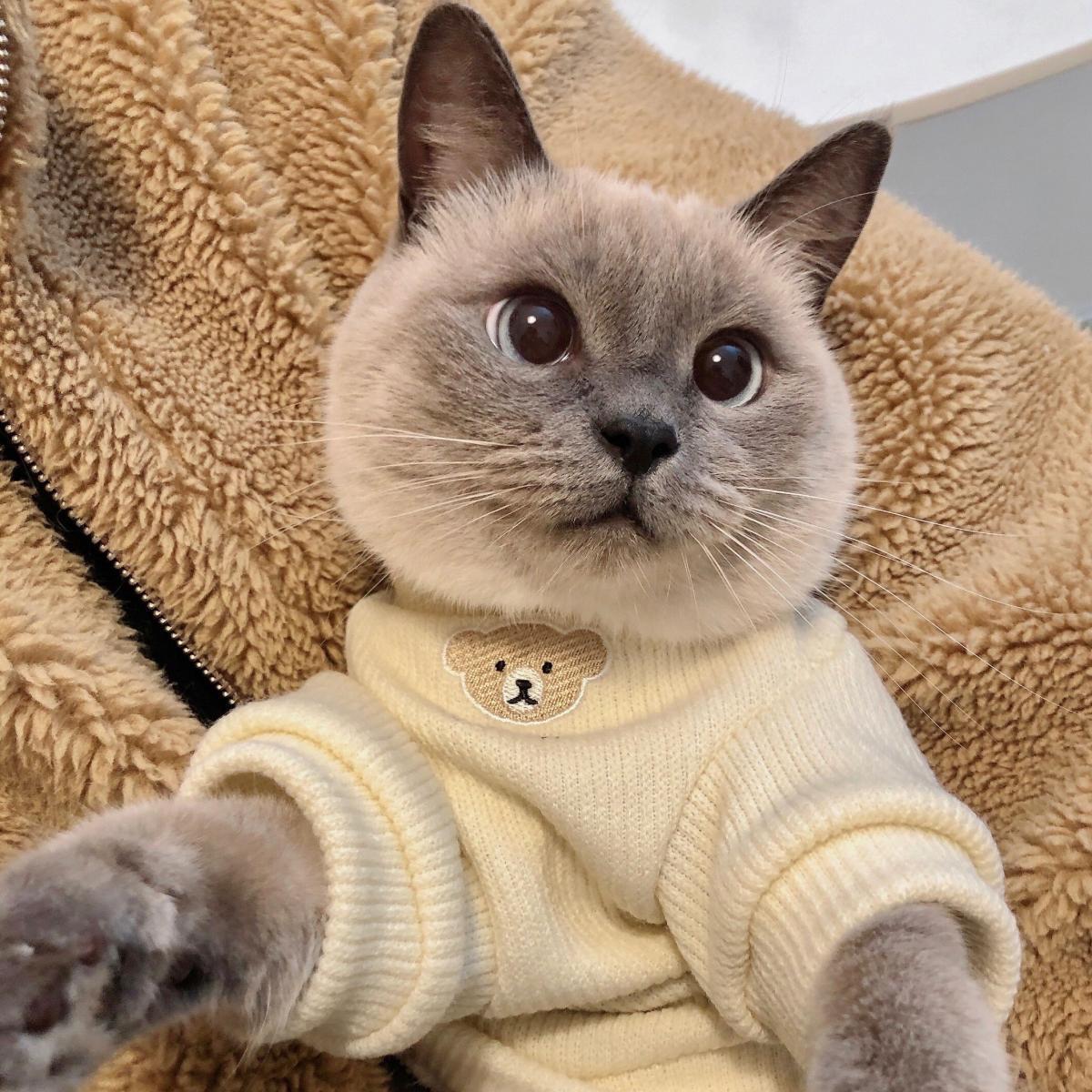 猫咪衣服春秋冬季英短美短夏宠物狗狗幼猫小猫衣服防掉毛加厚Z283