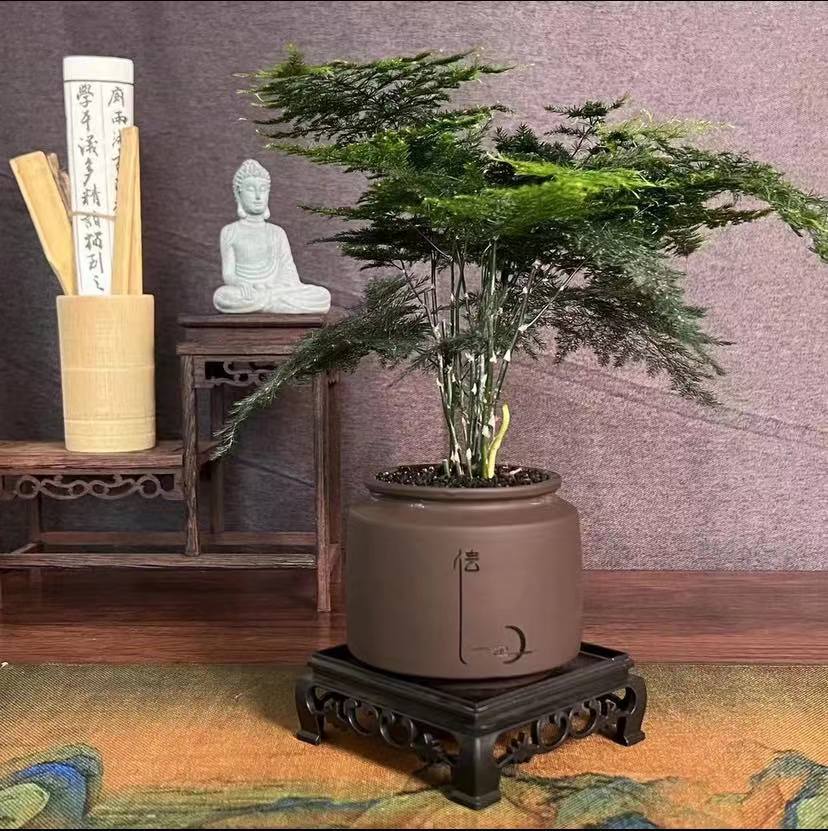 幽兰专属【中式文竹】中式盆景好养桌面绿植四季青室内盆栽好寓意