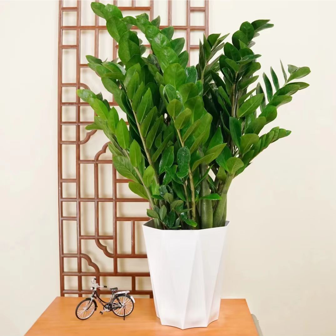 【70至80㎝10苗起发】金钱树钱耐旱植物室内大型绿植盆景招财树