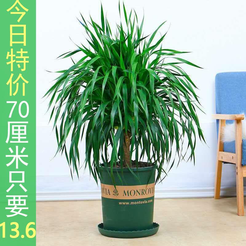 优质龙须树盆栽大型绿植多头龙血树室内客厅办公室植物龙铁树好养