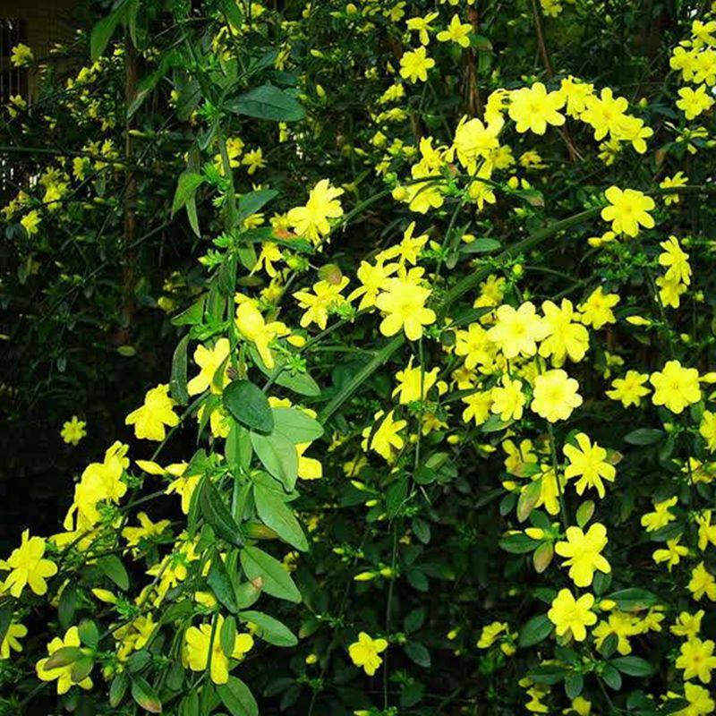 迎春花苗报春花室内外耐寒木本绿色花卉植物藤本爬藤开花盆景盆栽