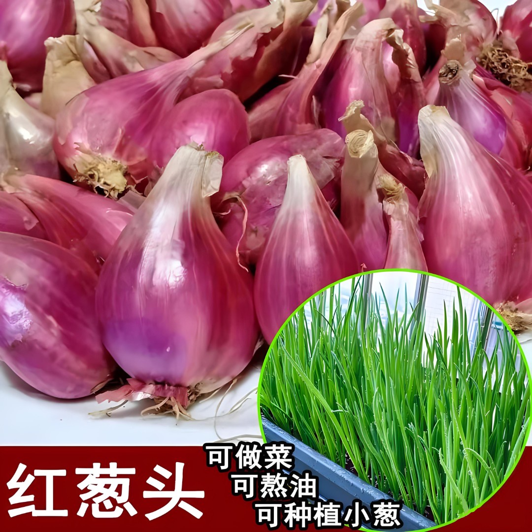 正宗四季红葱头种球红皮干香葱头种食用新鲜农家红葱头种球皮薄