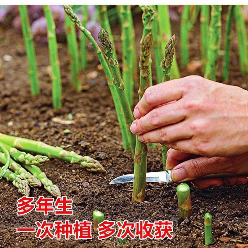 芦笋种子四季种植绿芦笋种籽抗热耐寒高营养蔬菜种子