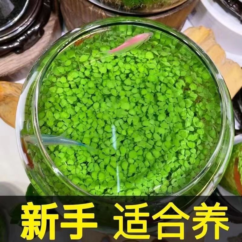 水草种子水草泥净化水质缸免洗小型家用七彩水养鱼缸水泥水草庭院