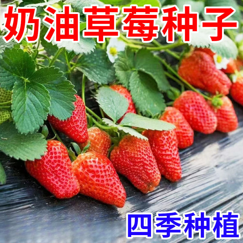 四季奶油草莓种籽子春秋家庭阳台盆栽新手种水果红草莓种子