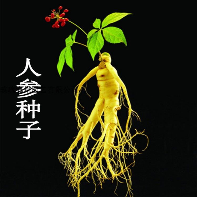 东北人参种子春秋长白山花旗参白参种四季阳台花卉植物盆栽
