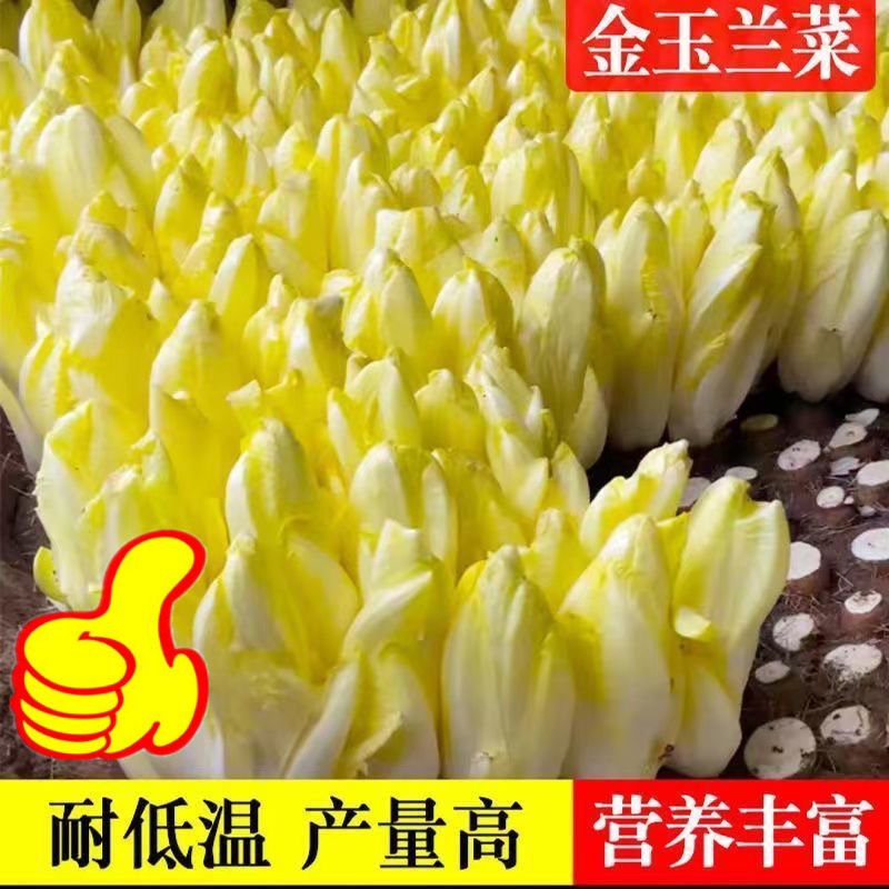 金玉兰菜种子菊苣菜欧洲王子菜营养软化菊苣多年生四季蔬菜庭庭院