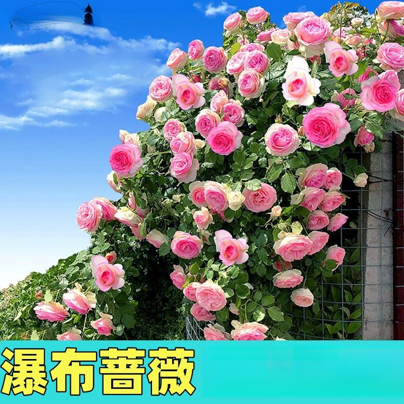 爬墙蔷薇花种子籽四季播种月季爬藤植物花室外庭院花