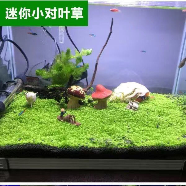 鱼缸造景水草种子速成对叶草水生植物水族箱小牛毛水草增氧水草