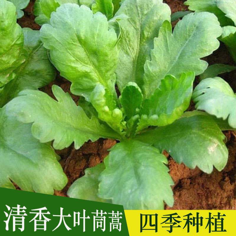 大叶茼蒿种子蔬菜种子套餐四季种阳台盆栽可播种大田春秋菜种庭院