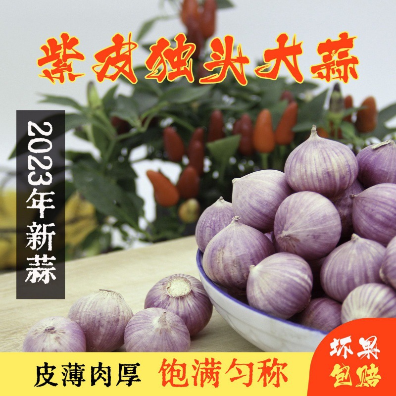 粉丝福利q独蒜新干优质紫皮头农新鲜大蒜头饱满爽口