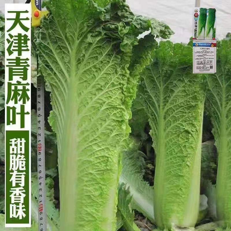 天津青麻叶直筒形白菜种子秋季绿大青麻叶大白菜四季播蔬菜种籽