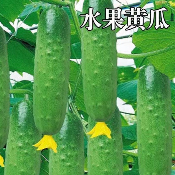 爬满地水果黄瓜种子节节瓜小旱黄瓜种籽四季菜籽春季蔬菜种孑
