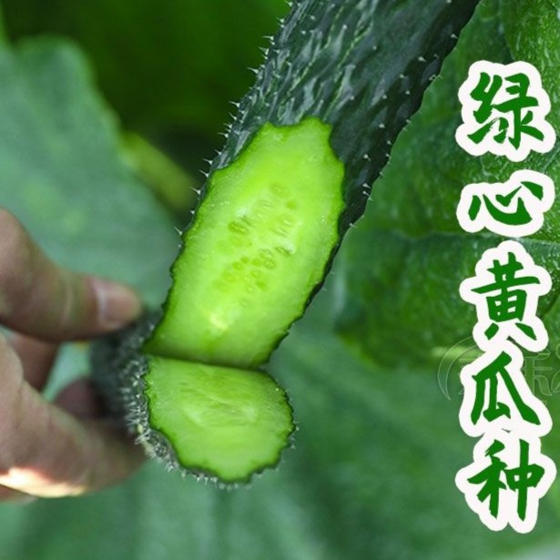 高产绿心黄瓜种子种籽耐寒耐热春季夏季秋季蔬菜早春孑菜籽种植