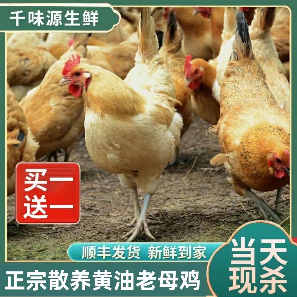 【小二宝】买一送一黄油老母鸡农家散养土鸡新鲜2只共净4斤顺丰