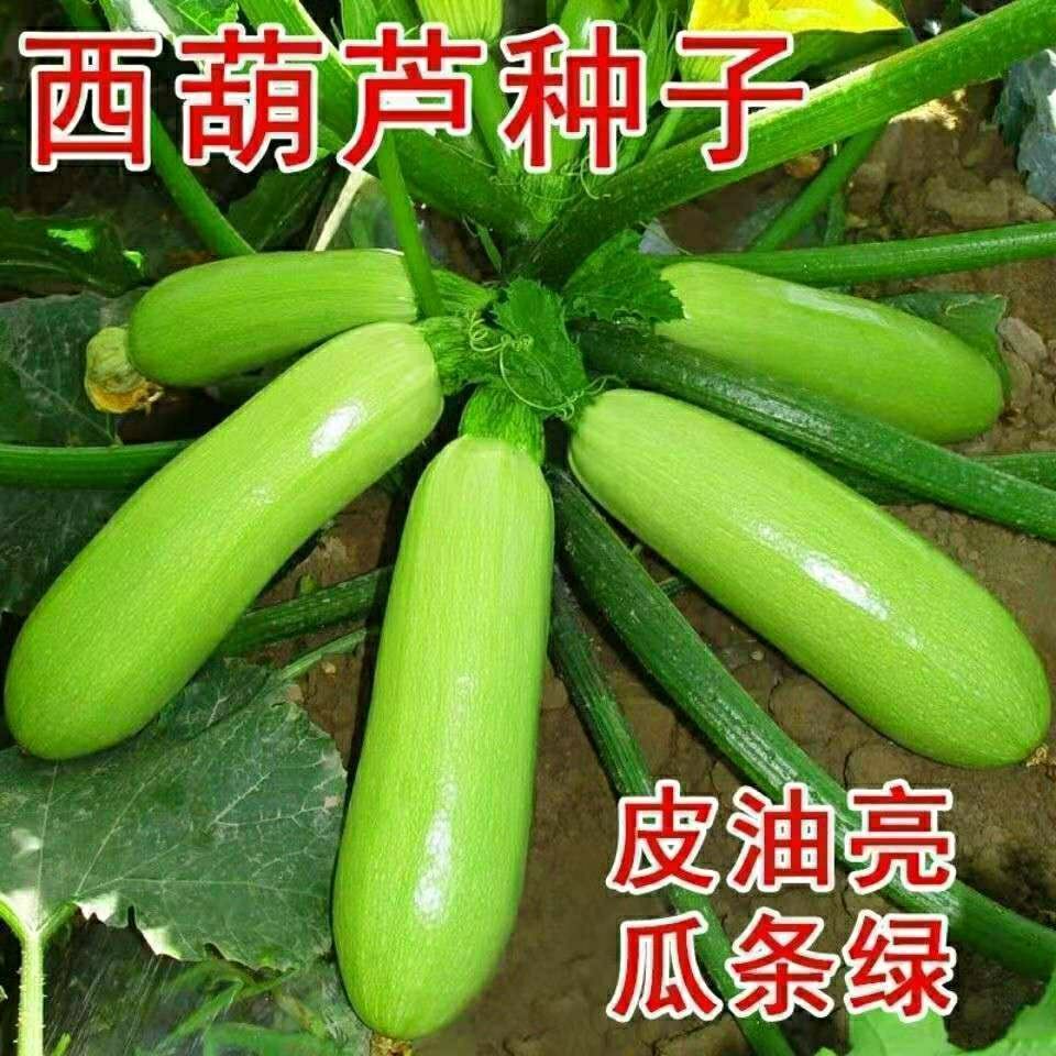 菜葫芦籽耐寒抗病春秋季种子瓜种籽子西葫芦种四季绿皮西葫芦种孑
