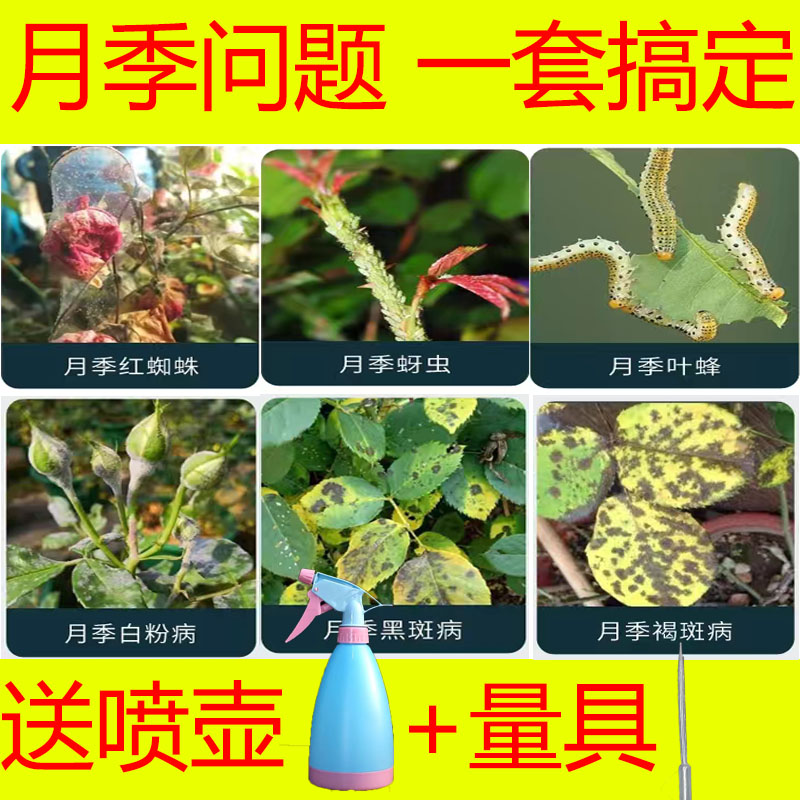 月季花常用药套装红蜘蛛蚜虫专用药杀虫剂药花卉植物白粉病黑斑病