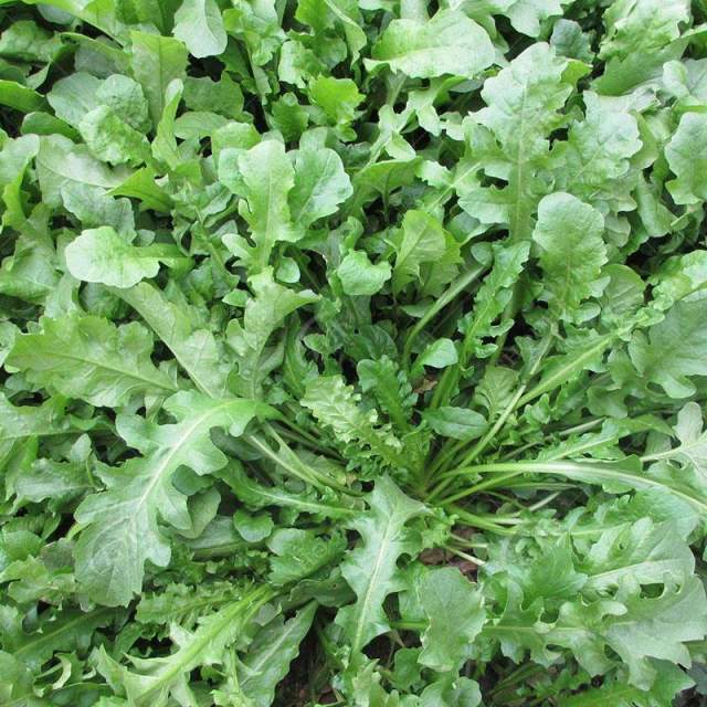 野生荠荠菜种子荠菜药用野菜清香鲜嫩阳台四季播盆栽特色蔬菜