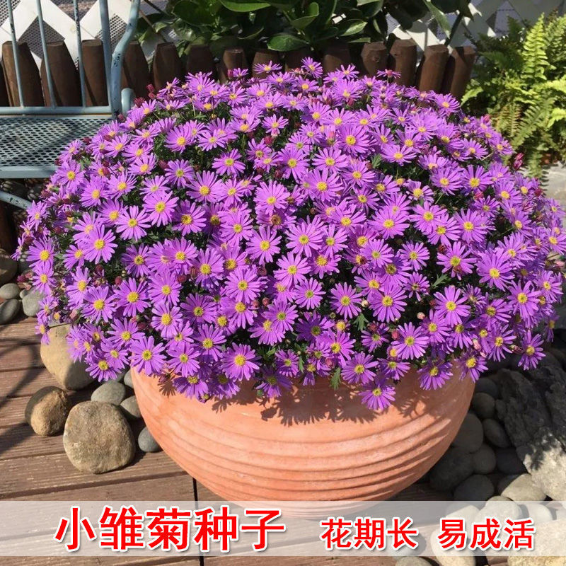 小雏菊花草种子盆栽四季开花瓜叶菊易爆盆室内外花卉种籽庭院阳台