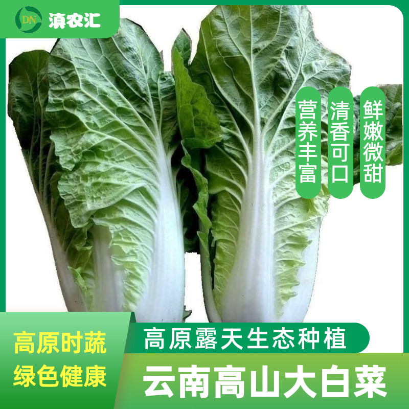 高山黄白菜奶油菜绿叶蔬菜新鲜现摘黄心白菜净含量3斤5斤顺丰包邮