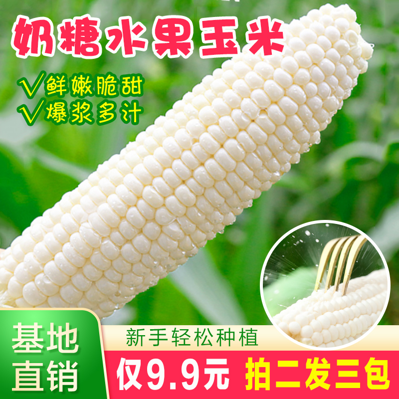 【直播间专属】奶糖水果玉米种子 白玉米奶糖水果玉米 蔬菜种子