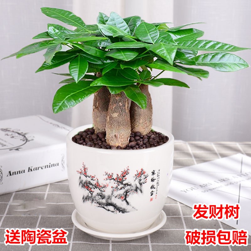发财树盆栽组合富贵竹招财摇钱树苗含陶瓷盆桌面植物室内四季花卉