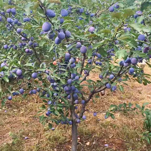 花为你开李子树苗嫁接特大李子果树苗西梅树苗果树苗正宗