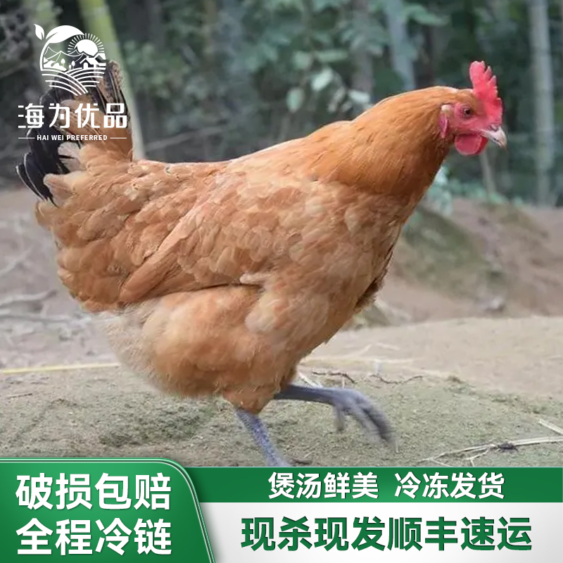 海为优品  黑爪老母鸡月子鸡现杀老母鸡2只4.5斤左右 煲汤炖汤