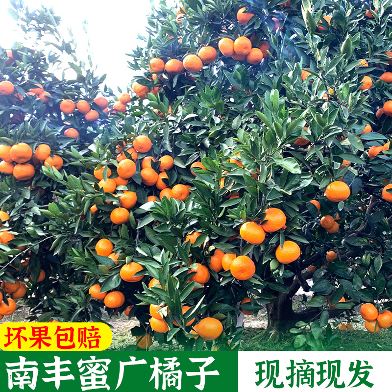 【江西南丰蜜广】蜜橘5斤/10斤当季新鲜水果整箱橘子