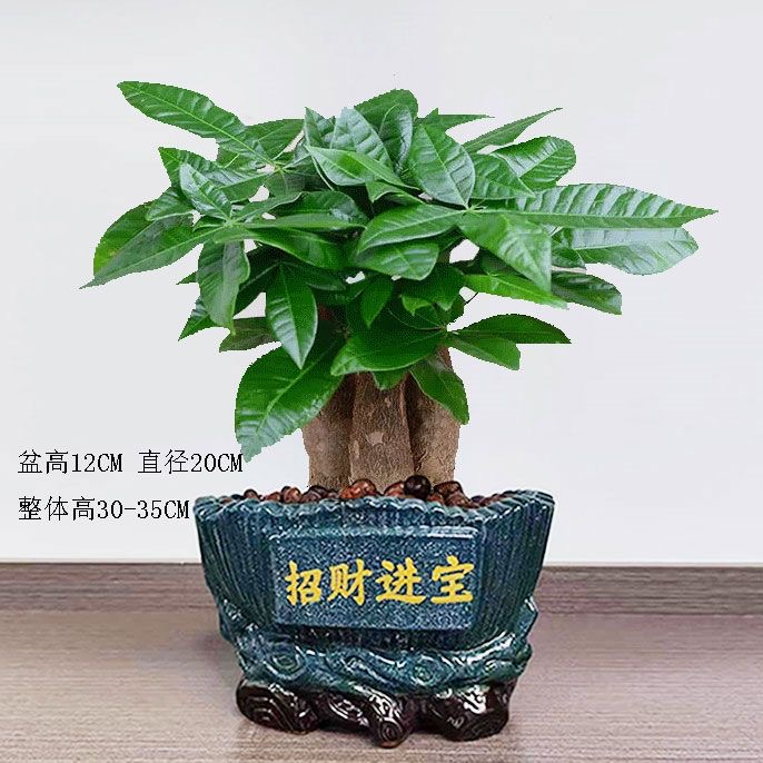 水培植物发财树小盆栽室内客厅好养四季招财树办公室桌面绿植花卉