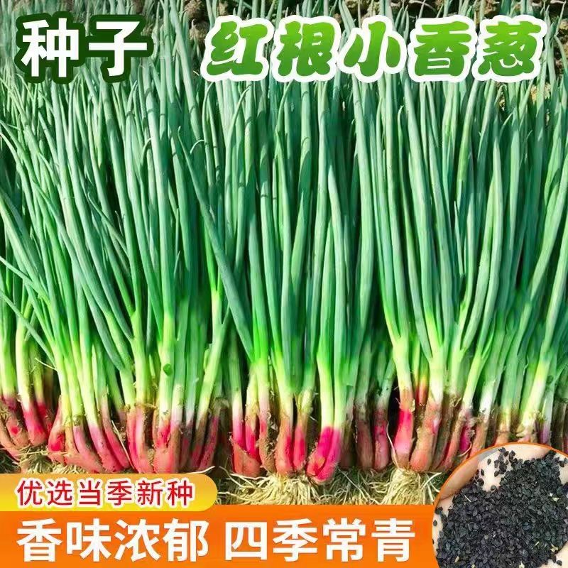 四季红根小香葱种子盆栽葱种红葱小葱种籽四季春秋季蔬菜种子大全
