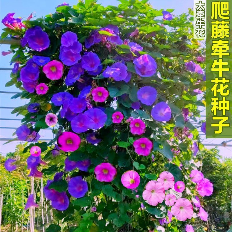 爬藤牵牛花种子大喇叭花攀岩植物种籽四季播庭院阳台盆栽花卉种子