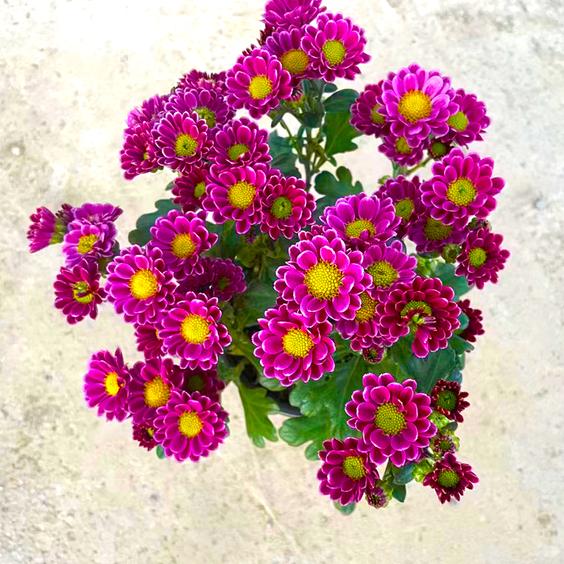 吉祥小雏菊(新品种 高颜值 花期长)庭院阳台开花植物
