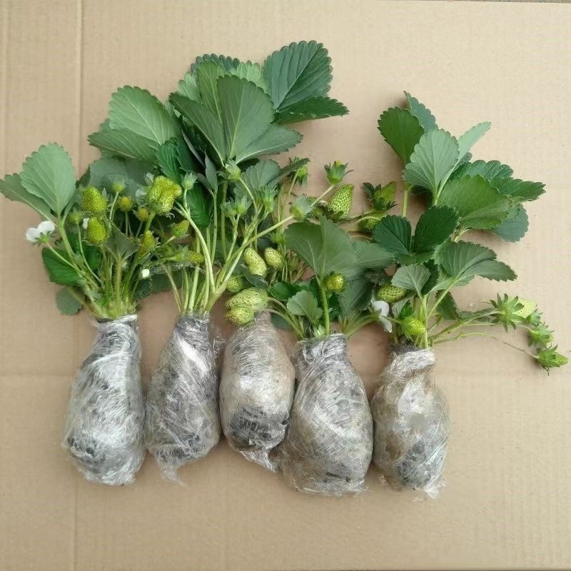 四季奶油草莓苗带土草莓盆栽地栽南北方庭院阳台当年结果易活带花
