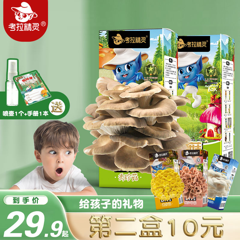 考拉精灵蘑菇种植盒子蘑菇种植包菌包可食用儿童diy蘑菇种植
