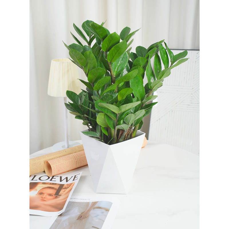 佛罗金钱树尖叶18绿植盆栽净化空气耐旱办公室客厅新手易养植物