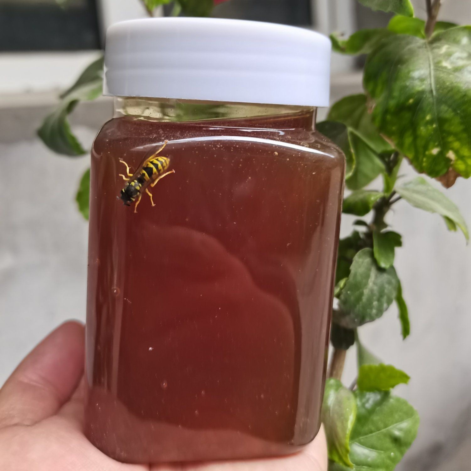 新疆黑蜂土蜂蜜。每瓶500克。来自美丽的大草原。五瓶五斤