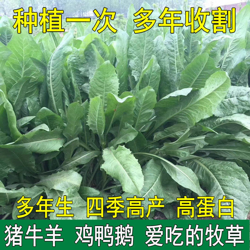 将军菊苣种子大叶菊苣草多年生四季牧草种子猪牛羊鸡鸭鹅鱼草种籽