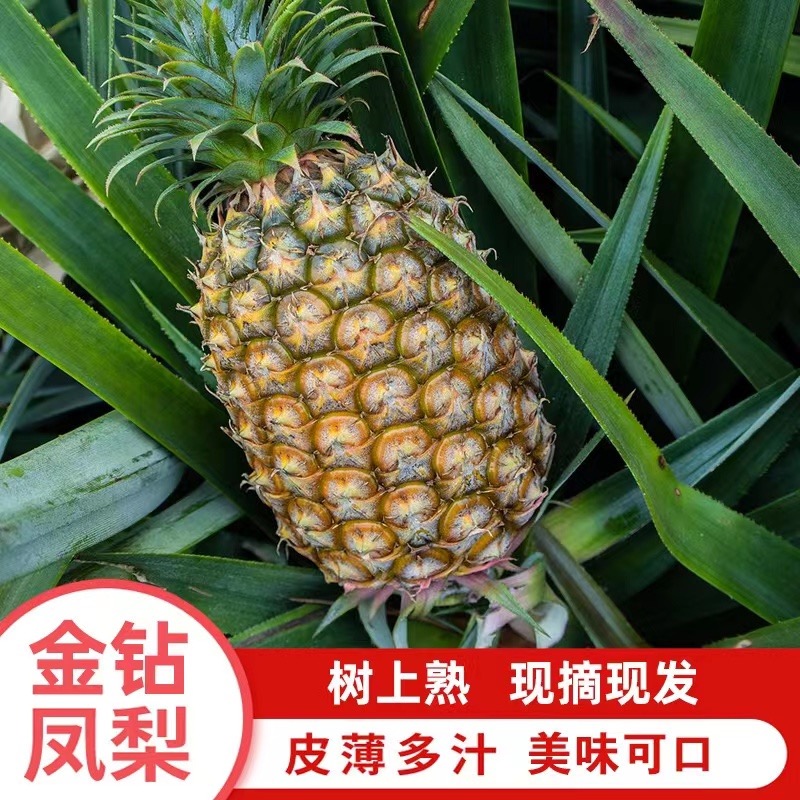 粉丝专享【树上熟】海南金钻17号凤梨 新鲜应季水果1.3~7.5斤
