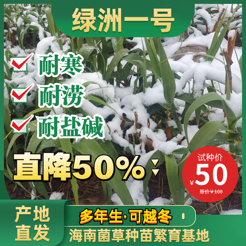 绿洲一号抗寒牧草高产耐涝一级苗