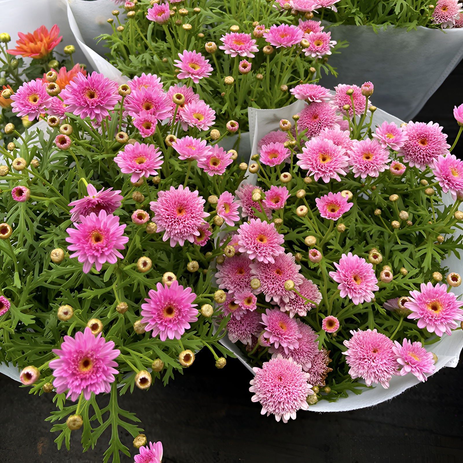 【可爱粉玛格丽特】重瓣粉色玛格丽特庭院阳台开花植物小雏菊
