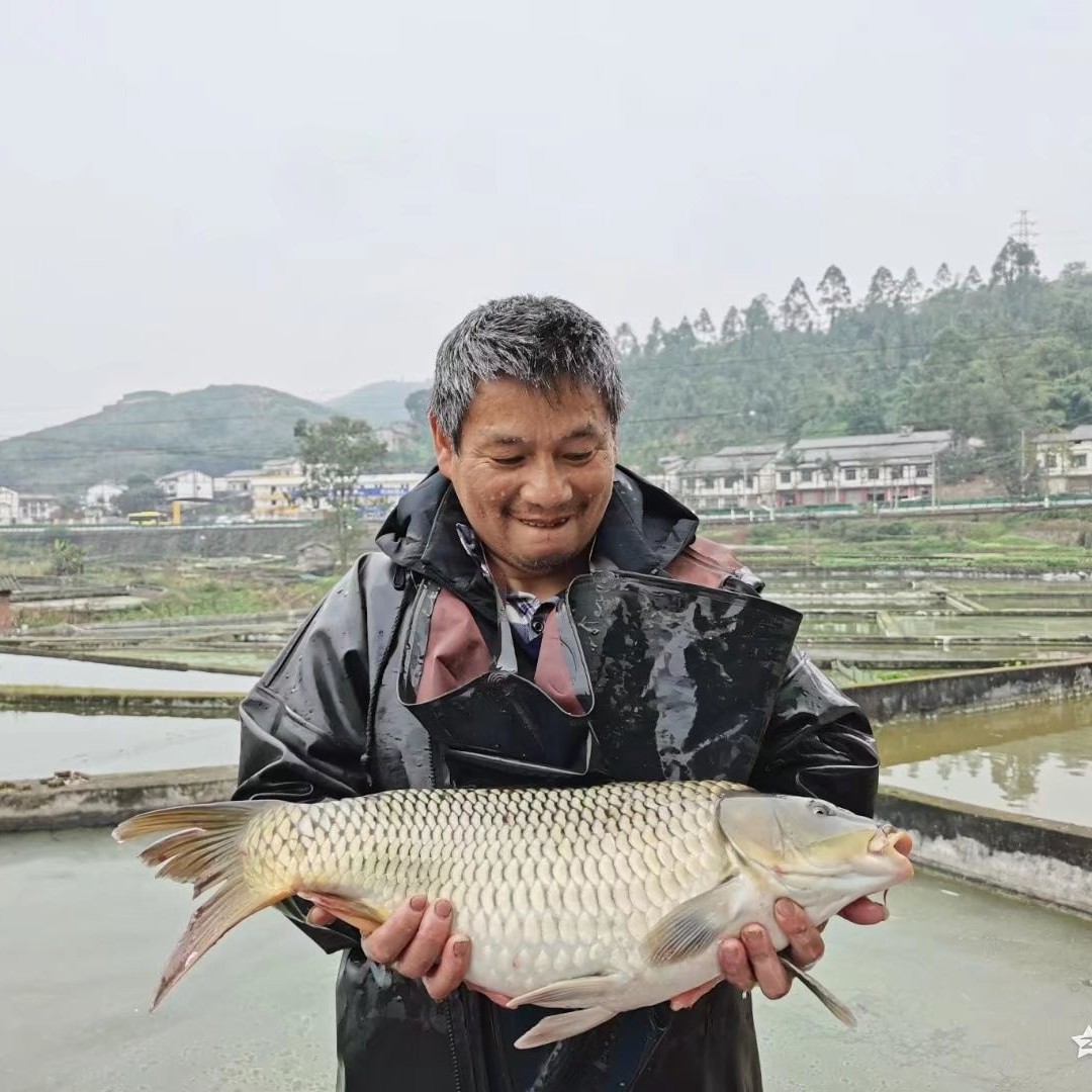 重庆建鲤和颗粒饲料1.0