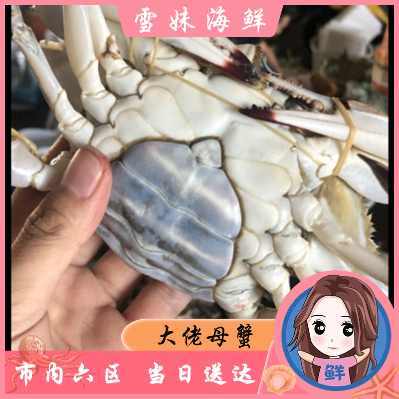 【雪妹精品海鲜】大佬母满蟹 2-8斤 天津发货 梭子蟹 海鲜 海蟹