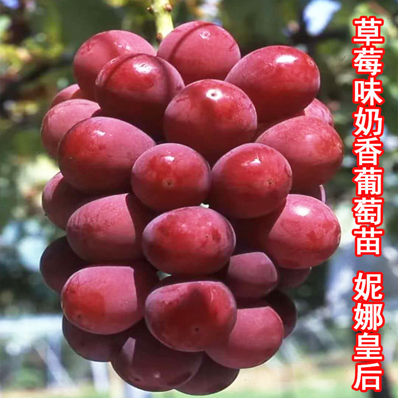 耐寒妮娜皇后葡萄树苖盆栽特级妮娜皇后葡萄苗南方种植庭院爬藤