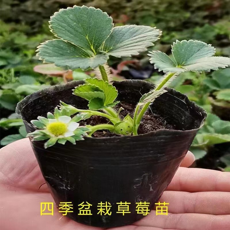 草莓秧苗四季草莓苗盆栽家庭阳台种植地栽果树苗当年结果根系基地
