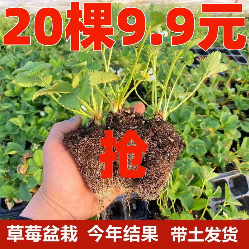 四季草莓苗南方北方种植盆栽地栽苗阳台当年结果奶油红颜草莓秧苗